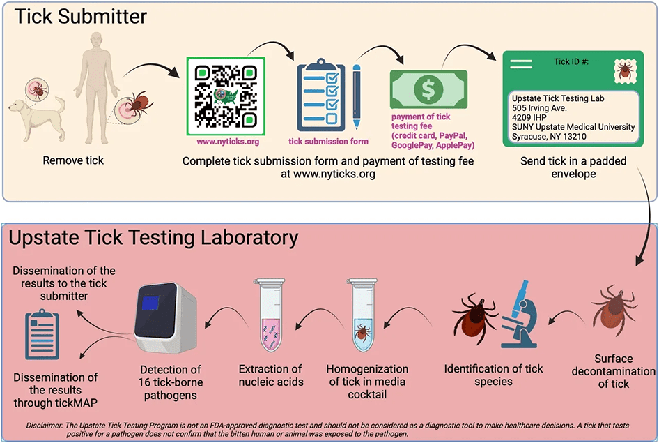 A graphic showing the process of testing for zika virus.