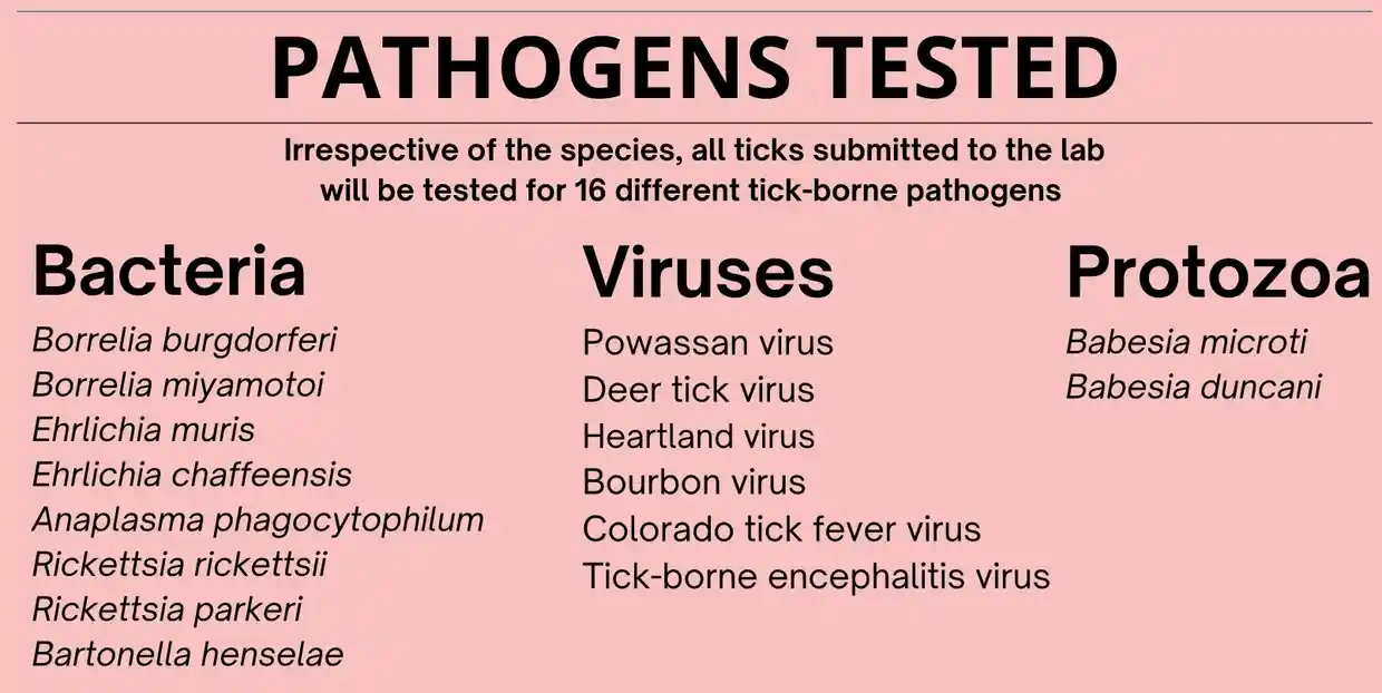 A pink poster with different types of viruses.