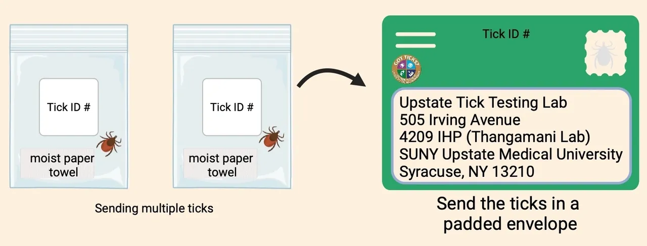 A picture of the tick id and its instructions.